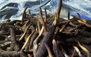冬蟲(chóng)夏草鮮草能不能泡酒？科學(xué)解析與實(shí)用指南