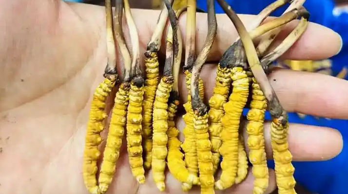 鮮冬蟲夏草出水怎么辦？實用處理指南