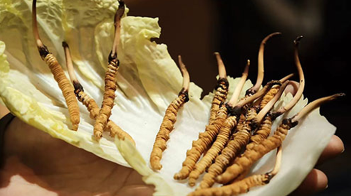 冬蟲夏草為何鮮的好？深度解析鮮蟲草的獨(dú)特優(yōu)勢