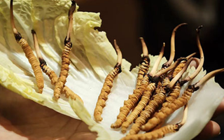 冬蟲夏草為何鮮的好？深度解析鮮蟲草的獨(dú)特優(yōu)勢