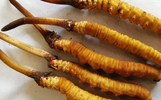 冬蟲(chóng)夏草鮮草價(jià)格多少？揭秘其背后的定價(jià)密碼
