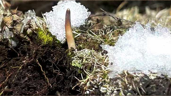 鮮冬蟲夏草燉湯多久能吃？科學(xué)燉煮時間全解析