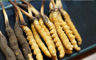 鮮冬蟲夏草什么季節(jié)最好？滋補時機大揭秘
