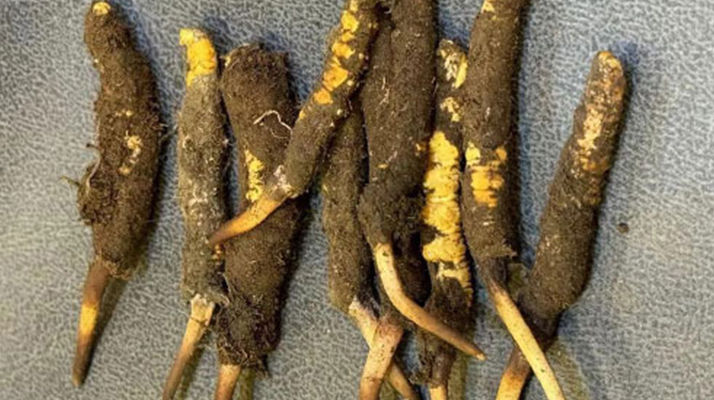 野生冬蟲夏草一斤多少錢？多維度價(jià)格解析