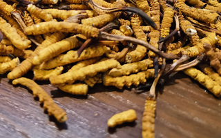 天然冬蟲(chóng)夏草多少錢(qián)一克？