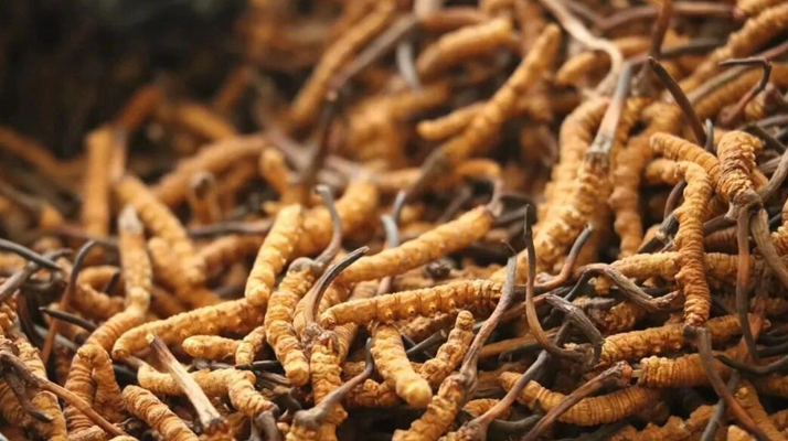 冬蟲夏草服用的五個(gè)常見誤區(qū)，很多人都中招了！