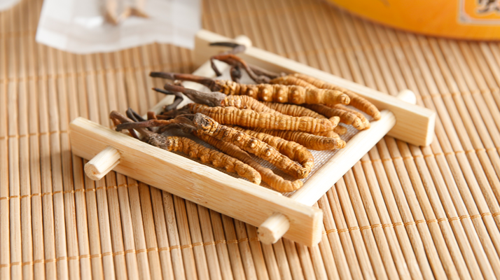 冬蟲夏草形成的必要條件:多要素精準(zhǔn)契合的自然奇跡