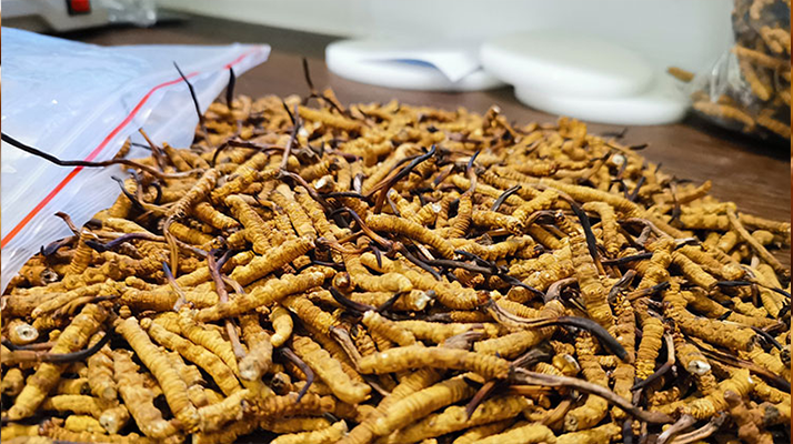 冬蟲夏草：泡水喝還是煮一下？兩種食用方式的全面對比