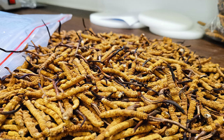 冬蟲夏草：泡水喝還是煮一下？兩種食用方式的全面對比