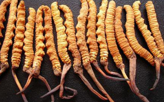 同仁堂冬蟲夏草價(jià)格解析：品質(zhì)、規(guī)格與市場的交織