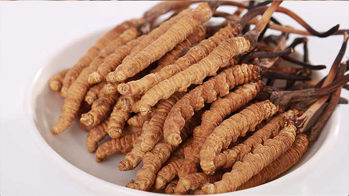 新鮮冬蟲(chóng)夏草能煮水喝嗎？答案與正確方法都在這