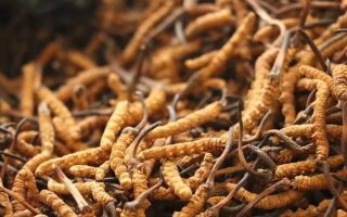 冬蟲夏草一條多少錢？單條價(jià)格的計(jì)算邏輯與實(shí)際范圍