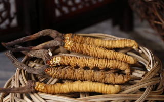 冬蟲夏草煲湯怎么煲好喝？營養(yǎng)與口感雙優(yōu)的實用指南