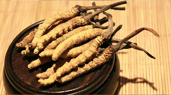剛挖采的冬蟲夏草怎么辦？科學(xué)處理與儲存指南