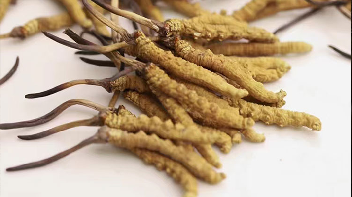 蟲草花與冬蟲夏草價(jià)格之比較?