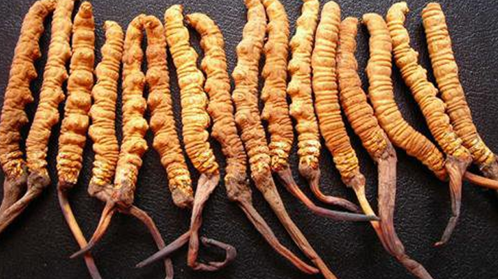 冬蟲夏草真假難辨？從味道入手，掌握實(shí)用鑒別法