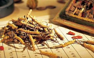 冬蟲(chóng)夏草要多久才能形成？從蟲(chóng)到草的時(shí)間跨度解析