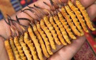 冬蟲(chóng)夏草泡茶喝，這些功效你該知道