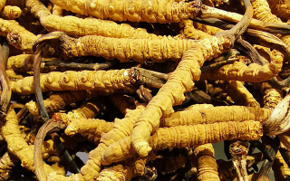 新鮮冬蟲夏草一克多少錢？價格影響因素全解析