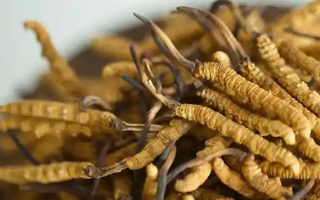 冬蟲(chóng)夏草幾根為一公斤呢