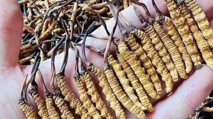 冬蟲夏草采收時間詳解：把握黃金期，守護珍稀資源