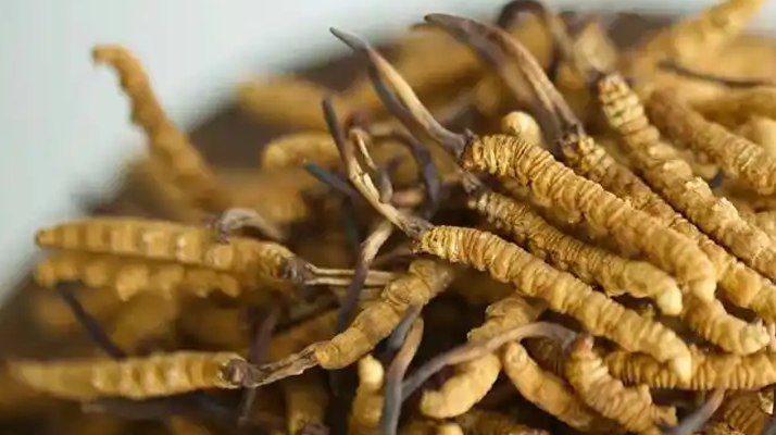 野生<a href=http://www.xdo2o.com/jiage/ target=_blank class=infotextkey>冬蟲夏草價(jià)格</a>表解析