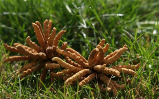 冬蟲夏草值那么多錢嗎？拆解價(jià)值與價(jià)格的真相