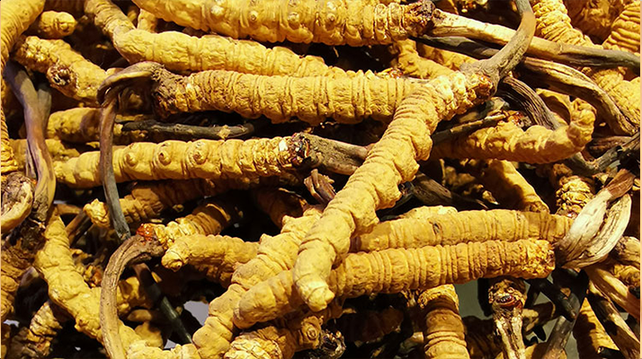 鮮<a href=http://www.xdo2o.com/jiage/ target=_blank class=infotextkey>冬蟲夏草多少錢</a>一斤 