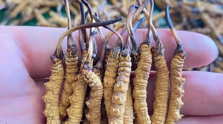 正宗<a href=http://www.xdo2o.com/jiage/ target=_blank class=infotextkey>冬蟲(chóng)夏草多少錢(qián)</a>一克 