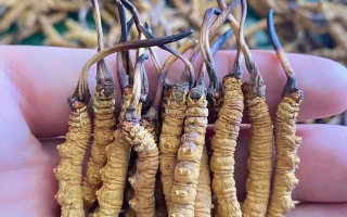 正宗冬蟲(chóng)夏草多少錢(qián)一克？2025 年克價(jià)分級(jí)與選購(gòu)指南