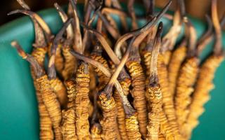 冬蟲(chóng)夏草有什么作用？這些食用方法要知道