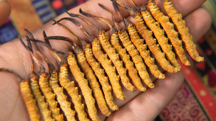 一根蟲草價差百倍