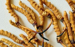 冬蟲夏草用什么鍋燉好？3 類優(yōu)質鍋具 + 避坑指南