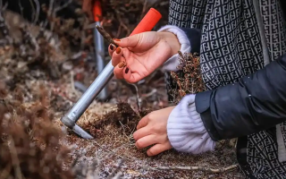 山上認冬蟲夏草：從環(huán)境到細節(jié)，4 步避開 “偽蟲草”