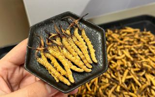 冬蟲夏草可以煲骨頭嗎？當然可以！這樣做營養(yǎng)翻倍