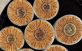 什么白酒適合泡冬蟲(chóng)夏草？4 大標(biāo)準(zhǔn) + 泡制指南