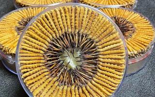 冬蟲(chóng)夏草一斤價(jià)格多少？2025 年行情揭秘，差價(jià)竟達(dá)數(shù)十倍