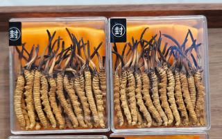 冬蟲夏草現(xiàn)在多少錢一克？2025 年克價揭秘，差價達(dá) 5 倍