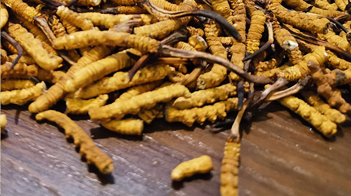 2025 年干<a href=http://www.xdo2o.com/jiage/ target=_blank class=infotextkey>冬蟲夏草價(jià)格</a>指南 