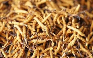 四級冬蟲夏草一克多少根？根數(shù)背后的等級與價值邏輯