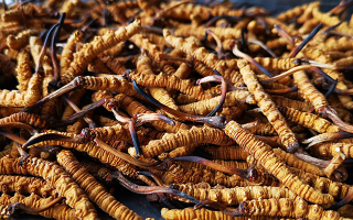 冬蟲夏草多長時(shí)間形成一根？自然孕育與人工培育的周期密碼