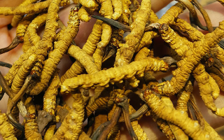 長期喝冬蟲夏草有危害嗎？認(rèn)清風(fēng)險(xiǎn)與安全邊界