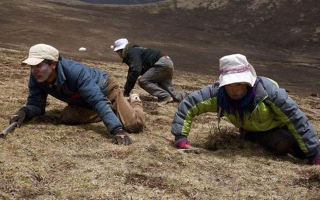 冬蟲夏草的形成：一場跨越四季的生物共生奇跡