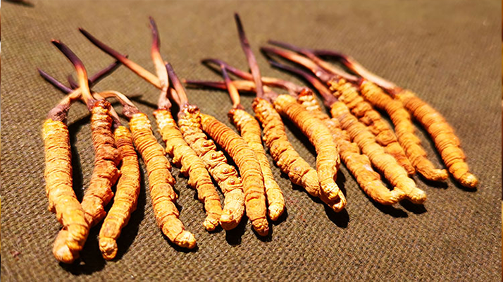 冬蟲夏草泡水：每次放多少水才合適？