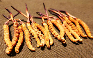 冬蟲夏草泡水：每次放多少水才合適？