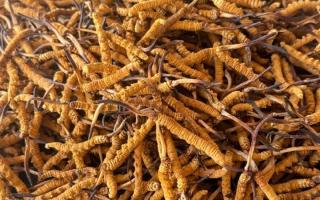 冬蟲(chóng)夏草專(zhuān)業(yè)存放指南：這樣存，品質(zhì)不打折