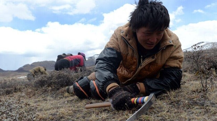 那曲<a href=http://www.xdo2o.com/sdph/wacr/ target=_blank class=infotextkey>挖草人</a>阿旺的蟲草采摘時間表 