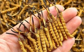 冬蟲夏草專家詳解：不同形態(tài)蟲草的保存方法與時限，避免營養(yǎng)白白流失