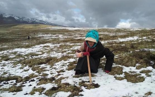 冬蟲夏草專家解讀：哪里的冬蟲夏草品質(zhì)最優(yōu)？