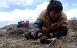 那曲挖草人阿旺的蟲草采摘時間表：跟著草原節(jié)氣走，不錯過每根好蟲草